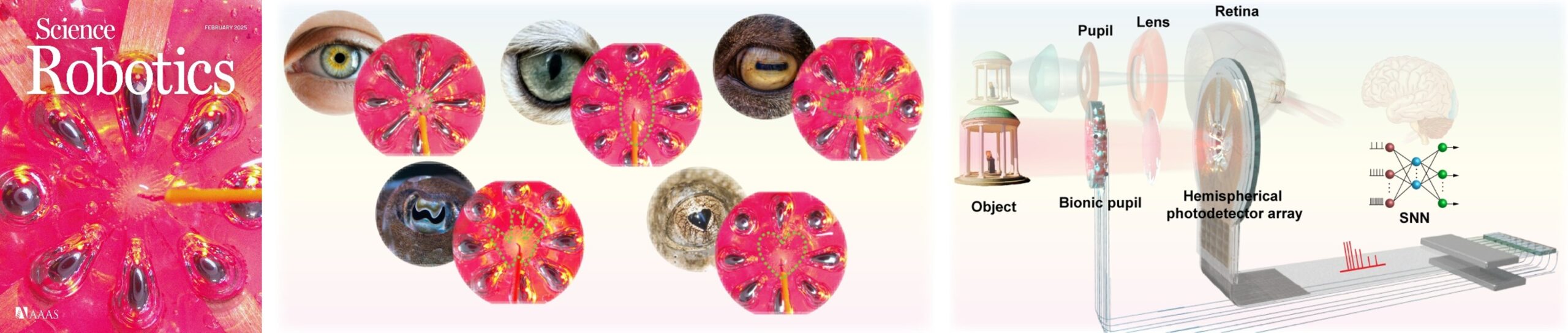 bioinspired eye